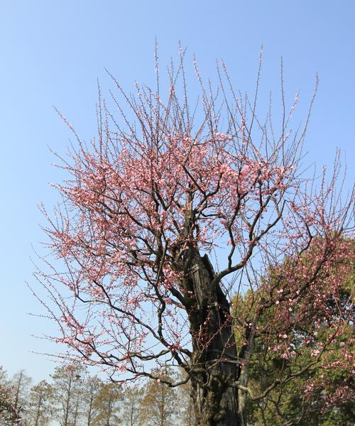美人梅花期：一场冬日的盛宴