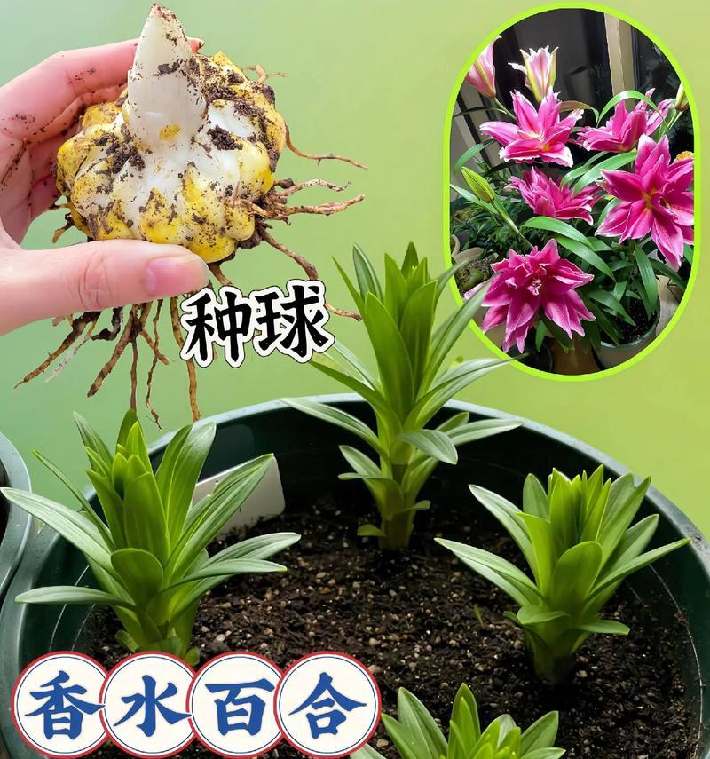 百合种球的种植盆选取（如何选择合适的盆才能让百合长得更好？）