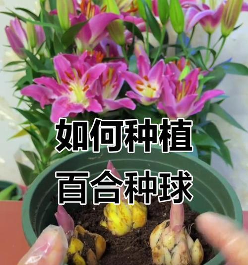百合种球的种植盆选取（如何选择合适的盆才能让百合长得更好？）