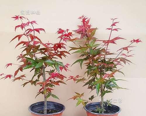 红枫树的耐寒能力剖析（揭秘红枫树耐寒之谜，探究其生存适应性）