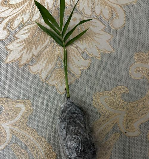 如何正确养护富贵叶子？（富贵叶子养殖方法和注意事项一览）