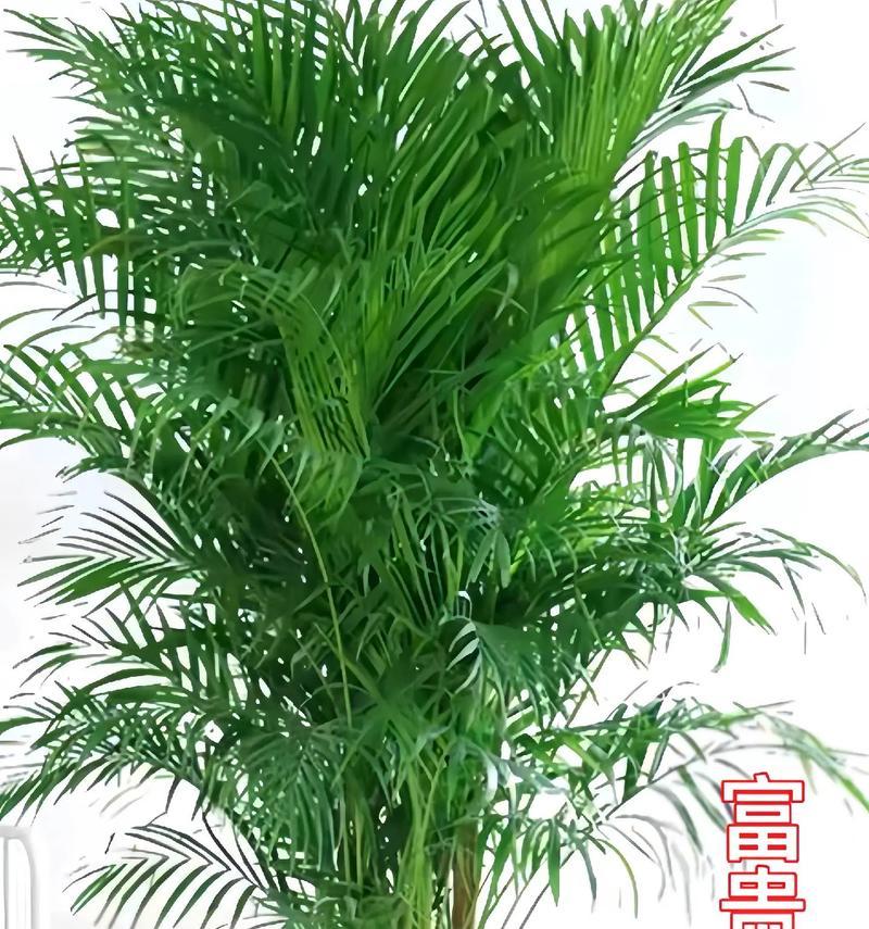 如何正确养护富贵叶子？（富贵叶子养殖方法和注意事项一览）
