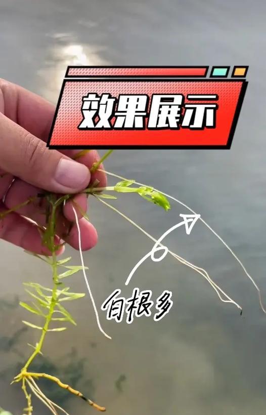 水草快速生根的技巧（提高水草生根成功率，让水草更健康成长）