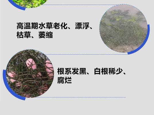 水草快速生根的技巧（提高水草生根成功率，让水草更健康成长）