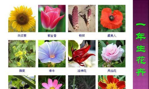 芒果的耐寒温度及生长环境探究（探索芒果耐受低温的能力及其与生长环境的关系）