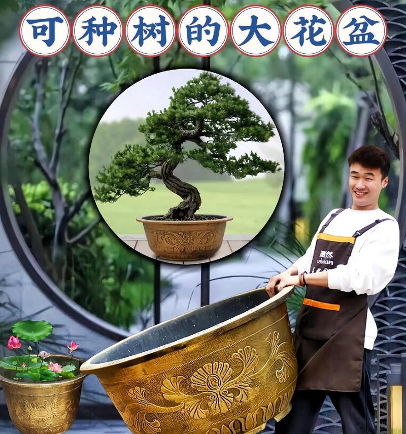 打造壮观荷塘，盆栽选型要点剖析（如何选购适合大型荷花的盆器）