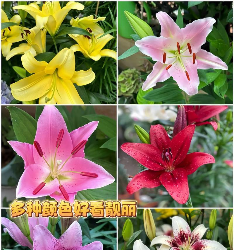 如何保存和种植盆栽百合种球？
