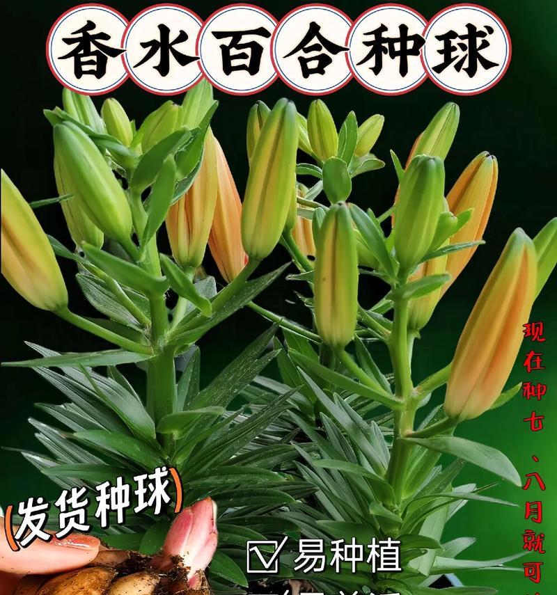 如何保存和种植盆栽百合种球？