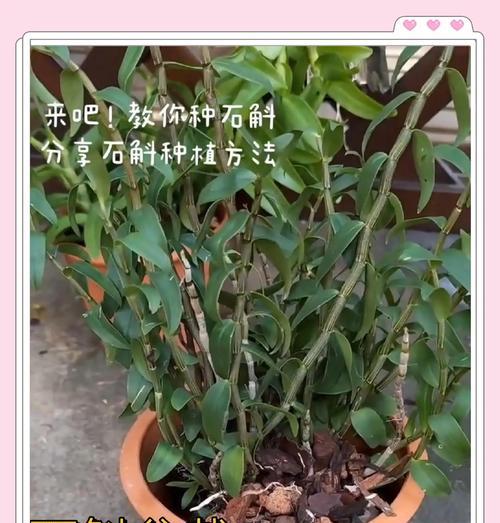 如何正确修剪石斛（石斛养护技巧与注意事项）