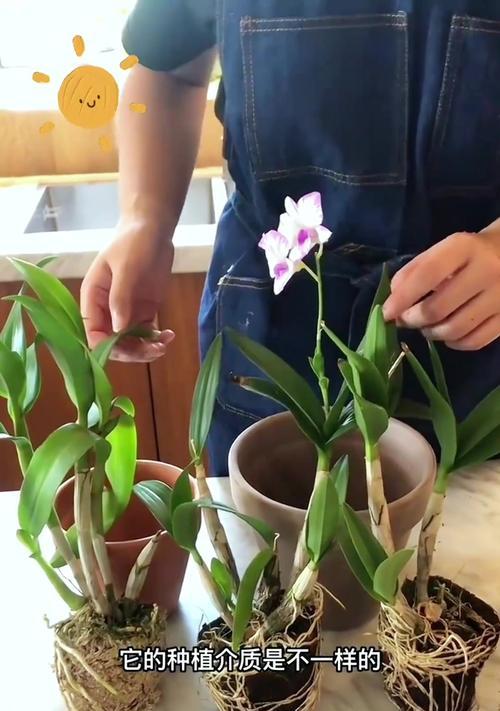 如何正确修剪石斛（石斛养护技巧与注意事项）