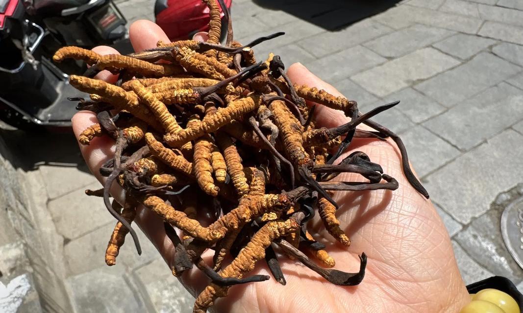 冬虫夏草，是草还是虫？（探究冬虫夏草的身份谜团）