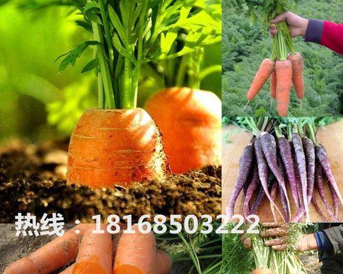 胡萝卜种子的种植方法（如何种植胡萝卜种子，让你的园艺更美好）