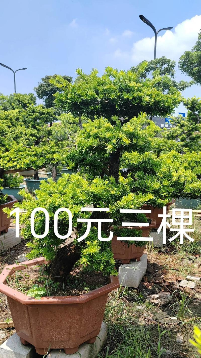 罗汉松盆景修剪方法（打造精美罗汉松盆景——修剪技巧详解）