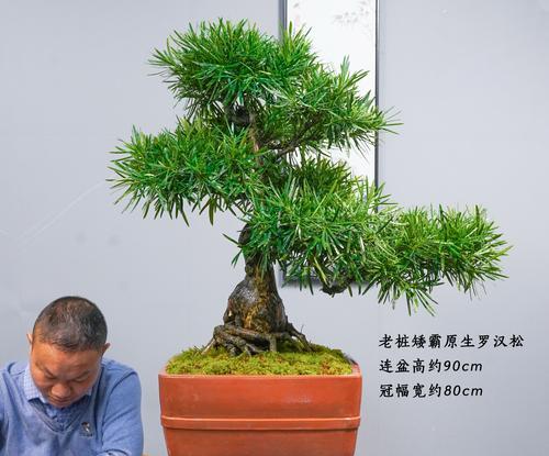 罗汉松盆景修剪方法（打造精美罗汉松盆景——修剪技巧详解）