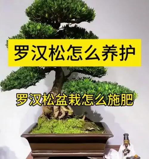 罗汉松盆景修剪方法（打造精美罗汉松盆景——修剪技巧详解）