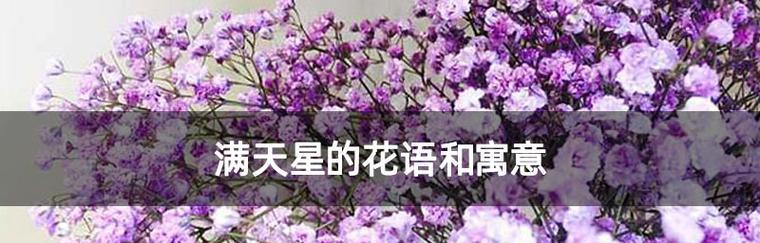 四季梅——花开不败的坚强之花（寓意深远的四季梅花语，探究其生命力的秘密）