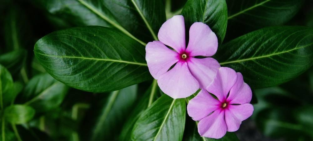 四季梅——花开不败的坚强之花（寓意深远的四季梅花语，探究其生命力的秘密）
