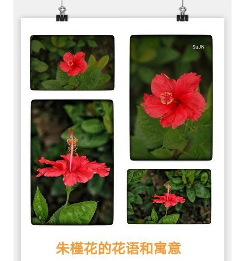 四季梅——花开不败的坚强之花（寓意深远的四季梅花语，探究其生命力的秘密）