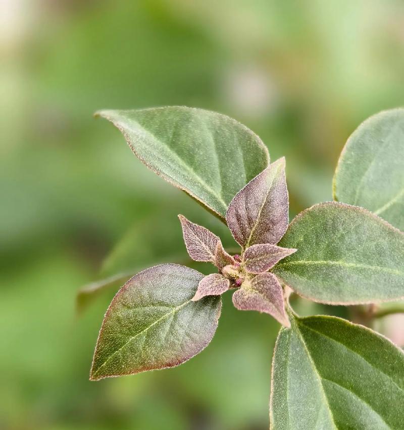 三角梅是办公室理想植物吗？（三角梅的美丽与实用性/为什么三角梅是办公室的首选植物？）