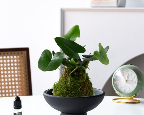 15种适合阴暗环境的室内植物花卉（打造室内自然氧吧，健康生活从这里开始）