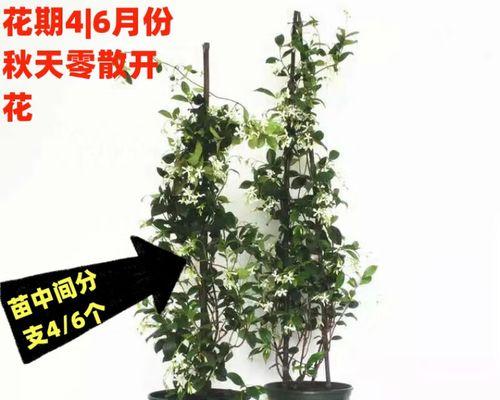 15种适合阴暗环境的室内植物花卉（打造室内自然氧吧，健康生活从这里开始）