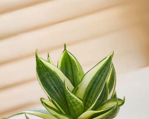 15种适合阴暗环境的室内植物花卉（打造室内自然氧吧，健康生活从这里开始）