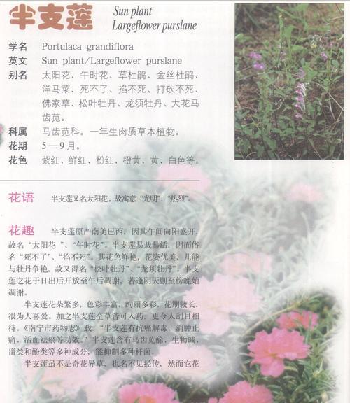 如何拯救铁树叶子干枯问题（植物养护技巧及预防建议）