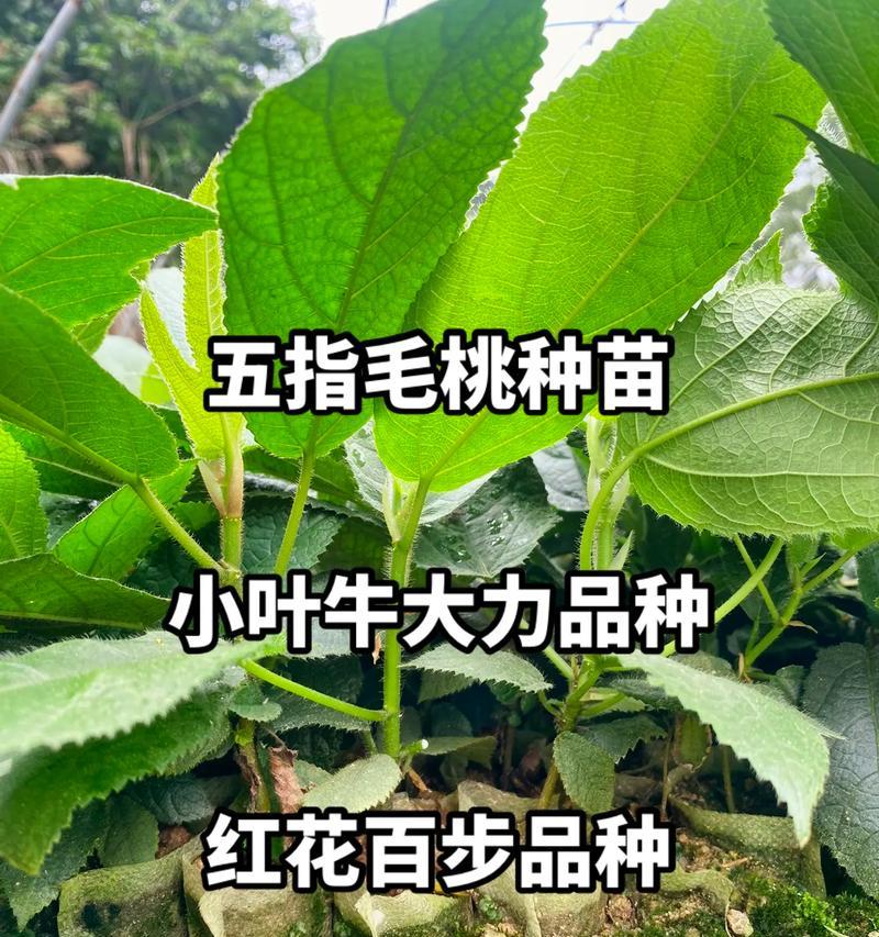 牛大力花果开花时间及特点（了解牛大力花果开花季节和生长周期）