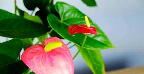了解红掌开花时间和花期特点，赏花更从容