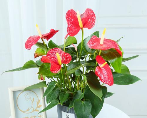 了解红掌开花时间和花期特点，赏花更从容