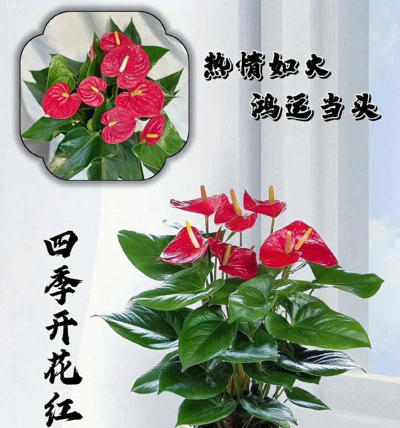 了解红掌开花时间和花期特点，赏花更从容