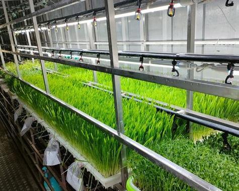 大麦种植技巧详解（时间、方法、管理全掌握，助你丰收）