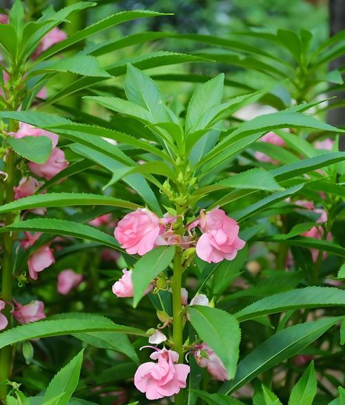 凤仙花的五彩斑斓（探寻凤仙花不同颜色的寓意）