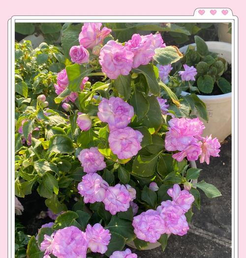 凤仙花的五彩斑斓（探寻凤仙花不同颜色的寓意）