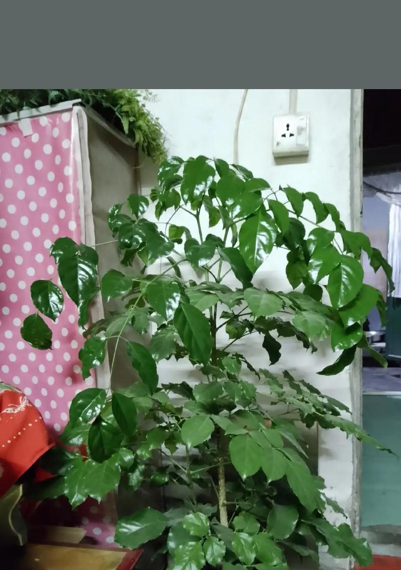 开心果盆栽的养殖技巧（打造属于自己的小小果园，让开心果陪你过冬）