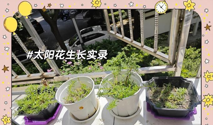 太阳花水培的方法与注意事项（掌握关键技巧，培养美丽太阳花）