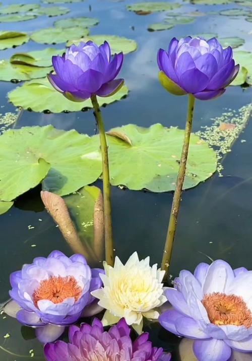 睡莲开花的奥秘（探秘睡莲开花的时间和条件）