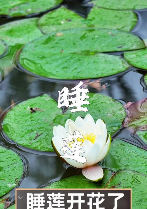 睡莲开花的奥秘（探秘睡莲开花的时间和条件）