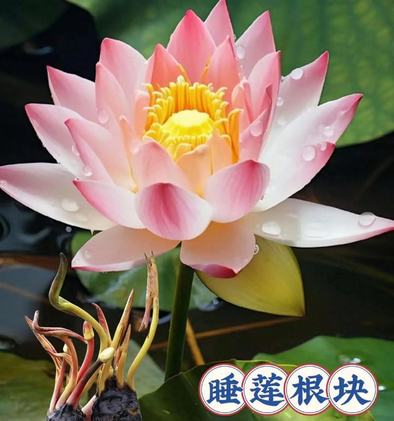 睡莲开花的奥秘（探秘睡莲开花的时间和条件）