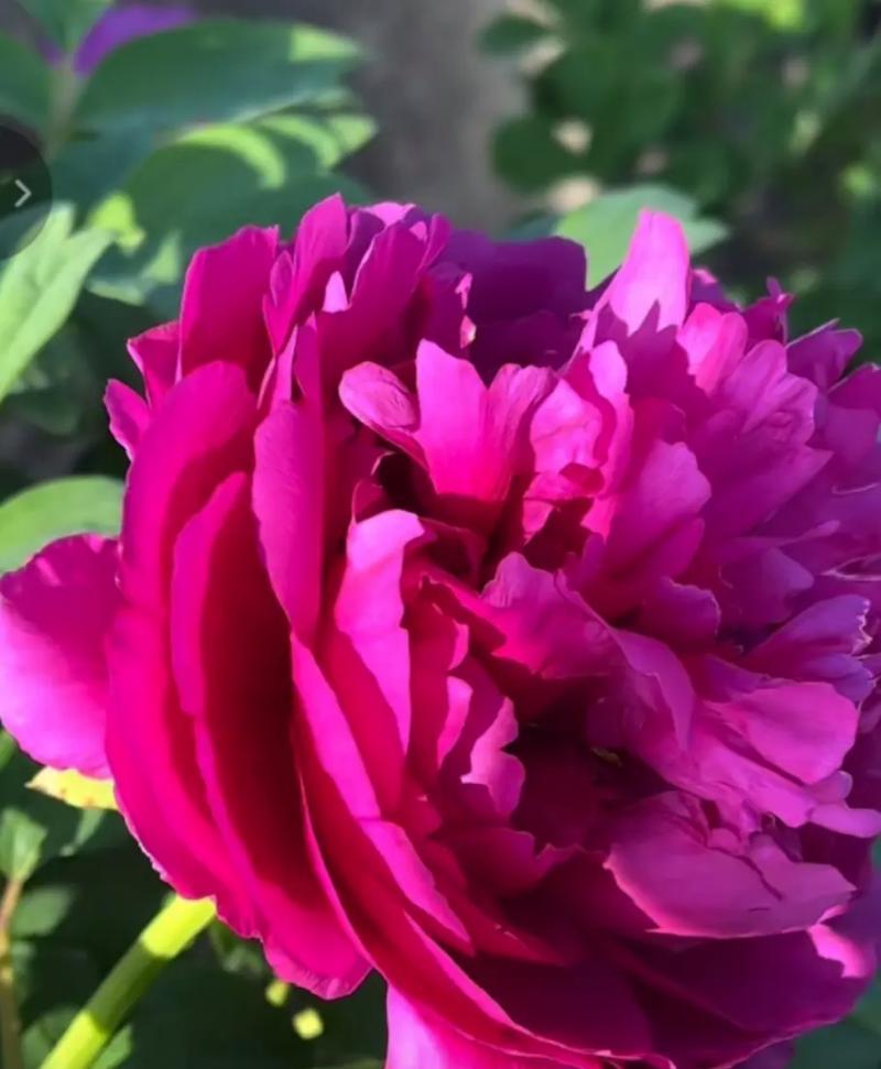 牡丹花的丰富多彩——探秘其各色特点（从经典红色到独特黑色，这些颜色你都知道吗？）