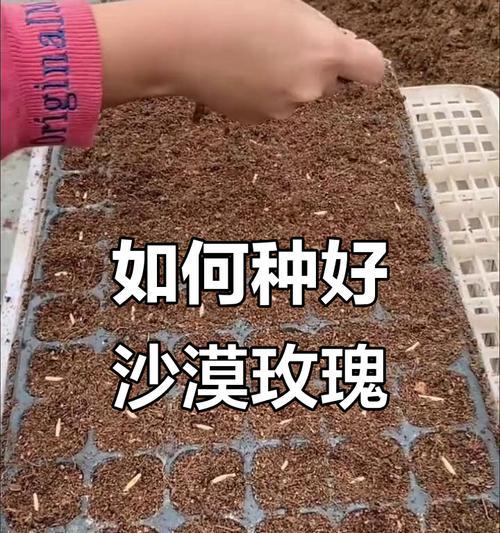 玫瑰花的种子到底在哪里？（探究玫瑰花的繁殖方式和种子的特点）