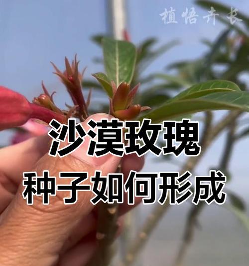 玫瑰花的种子到底在哪里？（探究玫瑰花的繁殖方式和种子的特点）