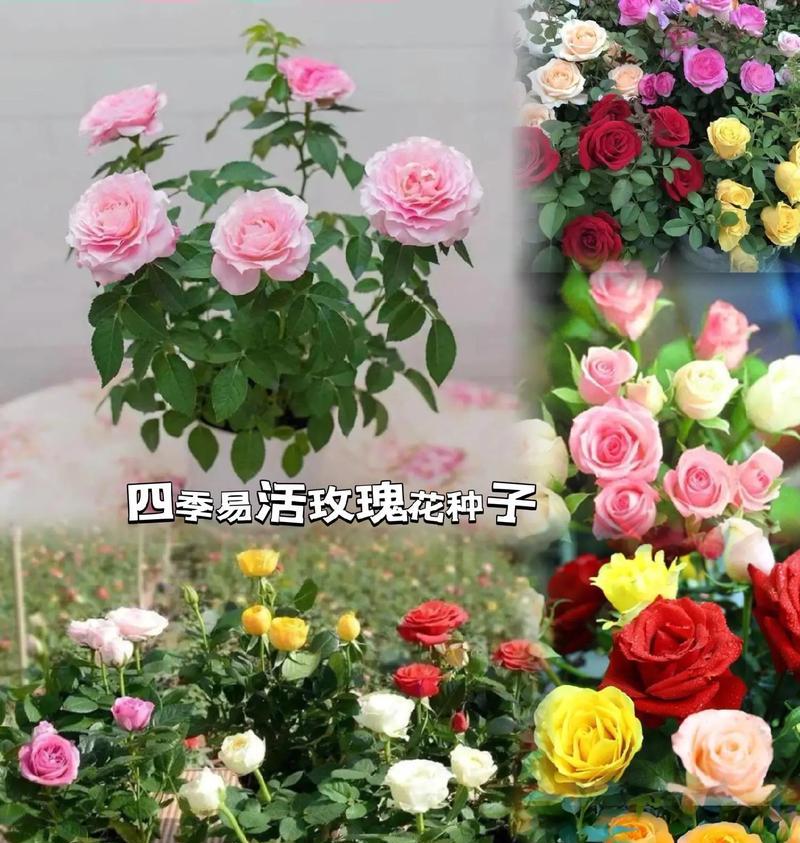 玫瑰花的种子到底在哪里？（探究玫瑰花的繁殖方式和种子的特点）