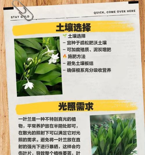 一叶兰的冬季养护（一叶兰的生长环境与冬季养护技巧）