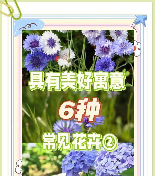 莲花生的生长环境条件及特点（了解莲花生的适宜生长条件和独特特征，让你种植更加得心应手）