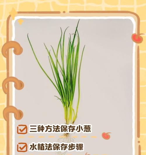 小葱移栽的时间和方法：从选地到照顾，全方位指导