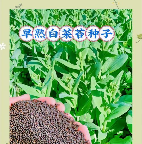 如何留种子（从种植到收获，一步步教你留下大白菜的种子）