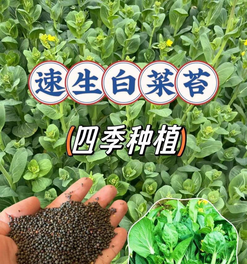 如何留种子（从种植到收获，一步步教你留下大白菜的种子）
