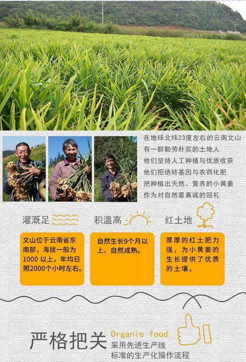 生姜亩产量一年能达到多少斤？（探究生姜种植技术和产量优化）