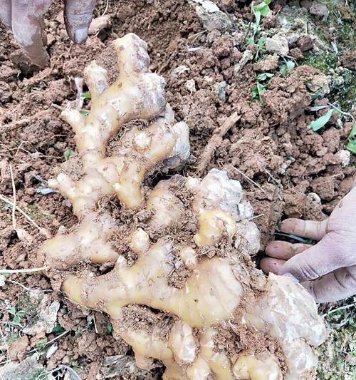 生姜亩产量一年能达到多少斤？（探究生姜种植技术和产量优化）